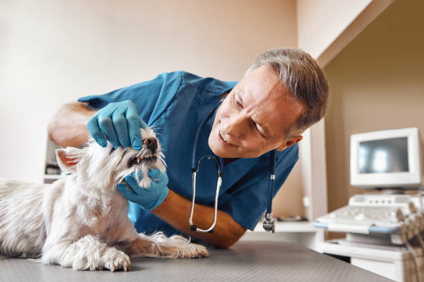 Best After-Hours Emergency Dentist in Palouse, WA